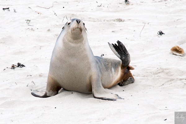 AustraliaEast 10  172